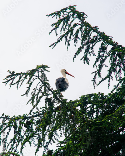 White stork perched on branch with red beak in profile