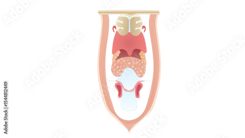 Median Sagittal Section of Female Pelvic Anatomy