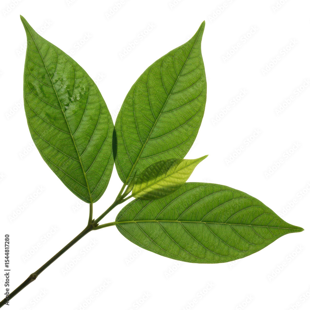 Fototapeta premium Fresh green leaves on a small branch, vibrant tropical foliage with detailed veins, organic plant element isolated on white background