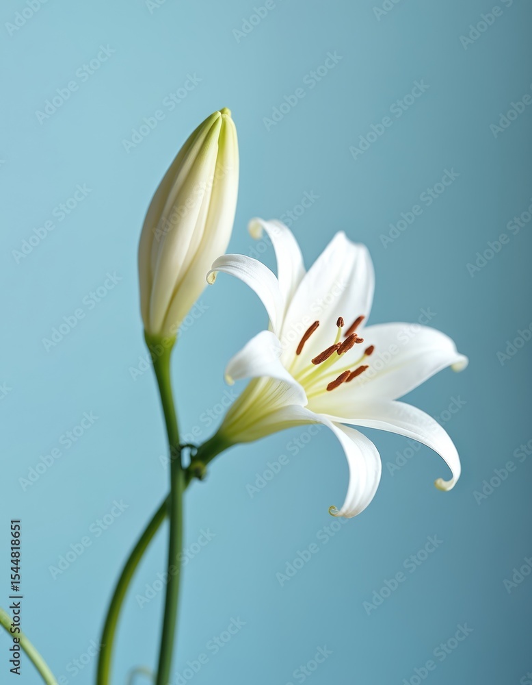 Obraz premium White lily flower in bloom. White petals with yellow stamens against a soft blue background. Floral composition for design, nature. Spring blossom blooming. Elegant, peaceful, serene, fresh flower.