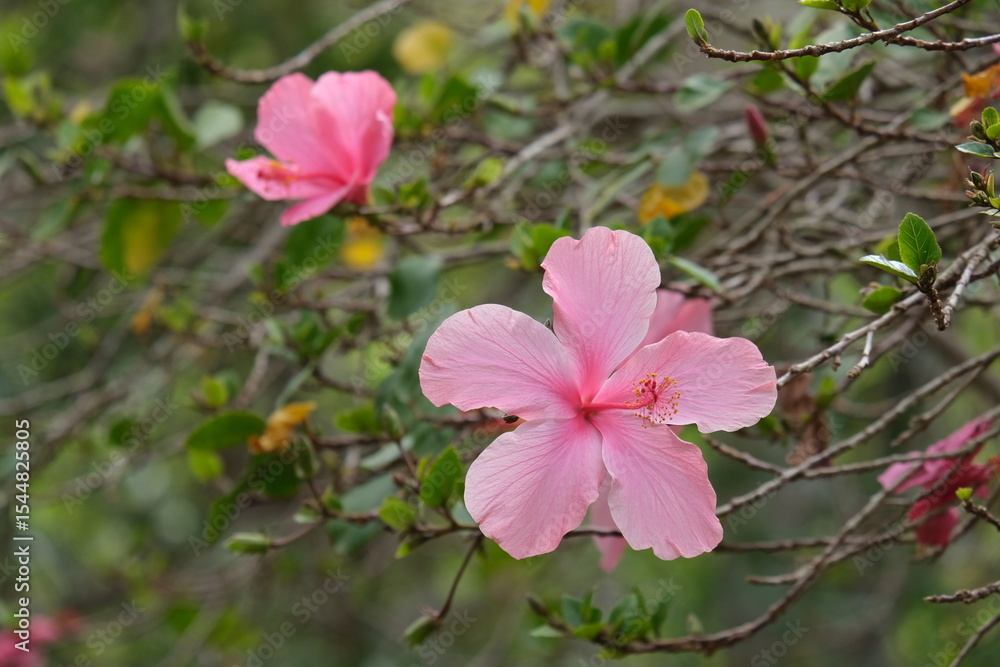 Pink hibiscus flowers in bloom on a natural branch Pink hibiscus flowers in bloom on a natural branch