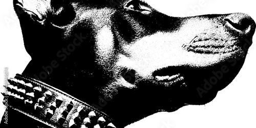 Intense doberman in studded collar captured in high contrast for bold designs