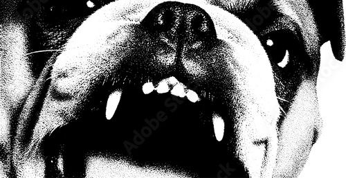 Fierce snarling american bully portrait with brass knuckle accents for urban art design