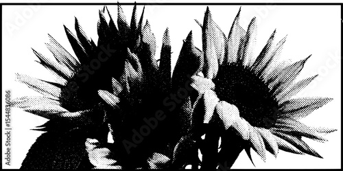 Black and white sunflower bouquet in high contrast for artistic design