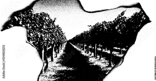 Vineyard rows and tractor in high contrast black and white design