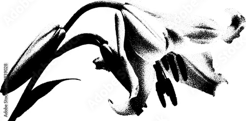 Dramatic high contrast image of a wilted lily entwined in cobwebs