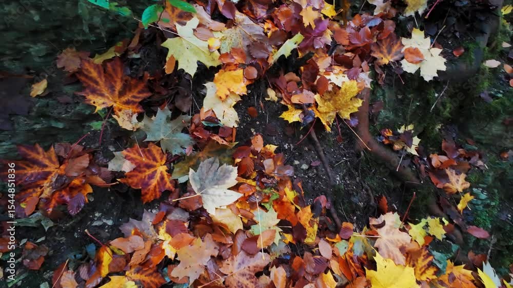 Autumn time. Close-up of colorful autumn leaves on wet ground after rain. Autumn time. Close-up of colorful autumn leaves on wet ground after rain.