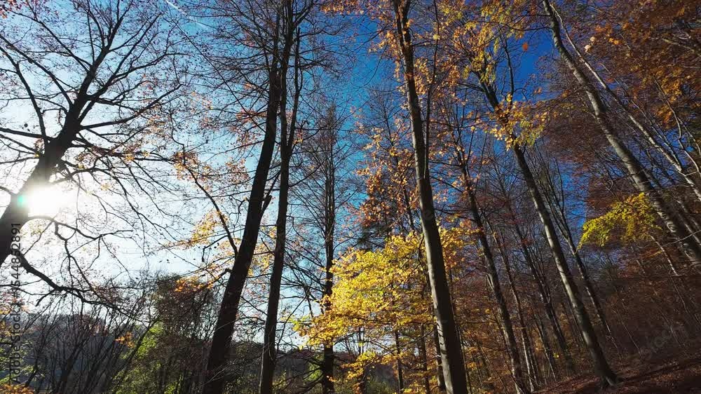 Trees in forest against the blue sky dotted with white clouds. Trees in forest against the blue sky dotted with white clouds.