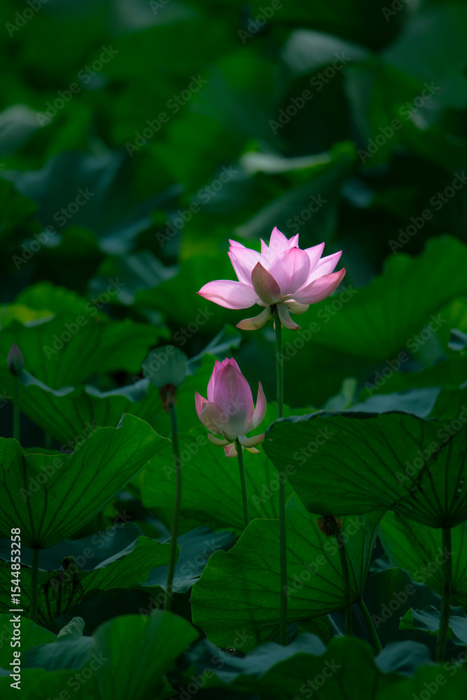 In the lotus pond with green leaves, beautiful lotus flowers are blooming in different postures. In the lotus pond with green leaves, beautiful lotus flowers are blooming in different postures.