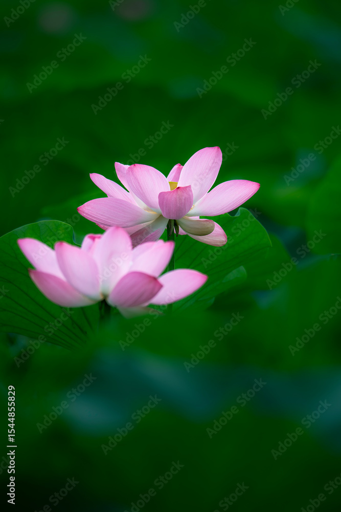 Fototapeta premium In the lotus pond with green leaves, beautiful lotus flowers are blooming in different postures.