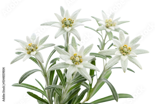 Exquisite arrangement of edelweiss flowers blooming against a clean white background for presentation, edelweiss, flower, flowers, bloom, blooming, alpine, mountain, white, close up, macro, nature, fl
