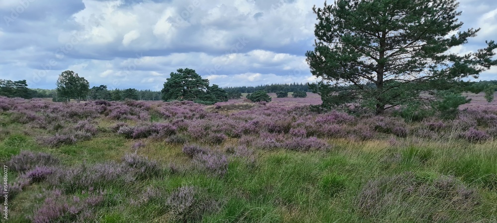 Obraz premium field of heather