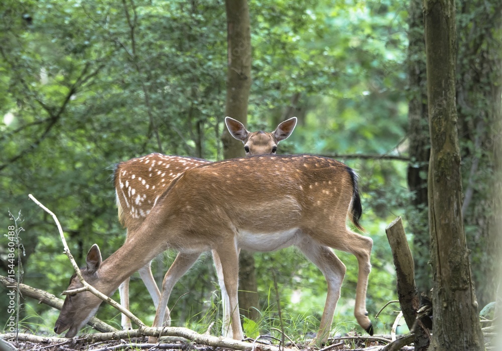Fototapeta premium white tailed deer in forest 