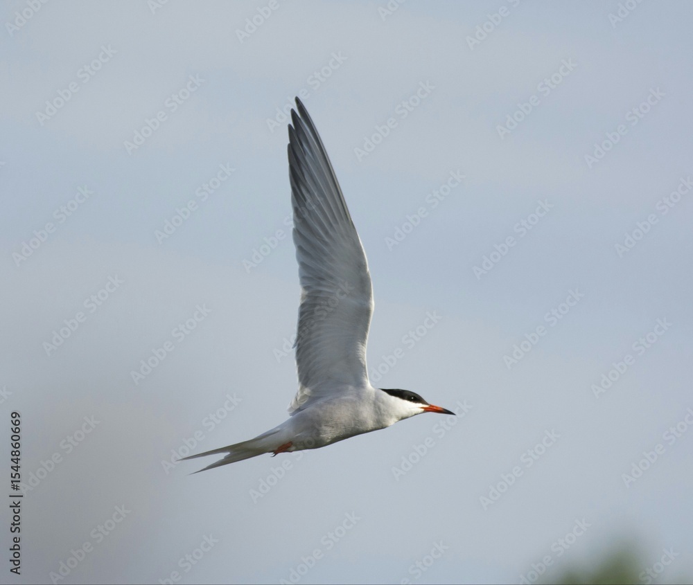 Obraz premium Common tern in flight 