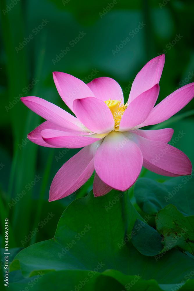In the lotus pond with green leaves, beautiful lotus flowers are blooming in different postures. In the lotus pond with green leaves, beautiful lotus flowers are blooming in different postures.