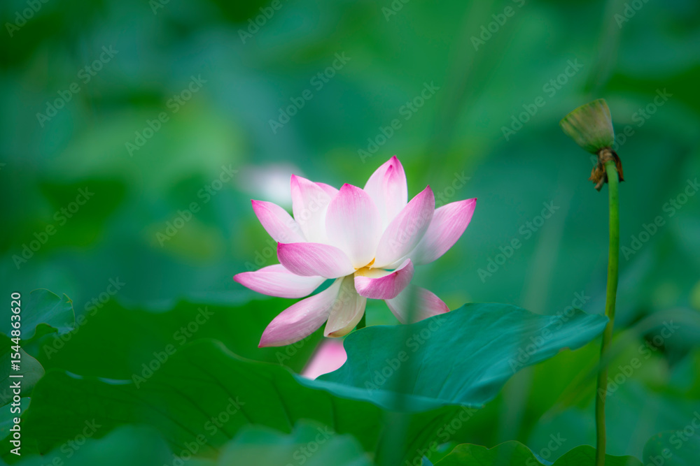Fototapeta premium In the lotus pond with green leaves, beautiful lotus flowers are blooming in different postures.