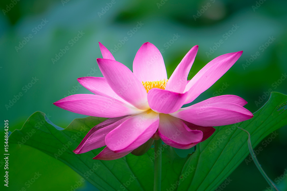 Fototapeta premium In the lotus pond with green leaves, beautiful lotus flowers are blooming in different postures.