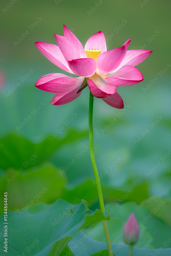 Fototapeta premium In the lotus pond with green leaves, beautiful lotus flowers are blooming in different postures.