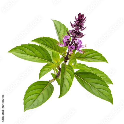  Sweet basil Isolated Sweet basil Thai basil on clean white background, studio-lit