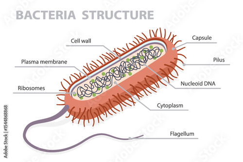 Bacteria structure. Flat isometric vector illustration bacteria cell anatomy isolated on white background. Medical and biology educational drawing.