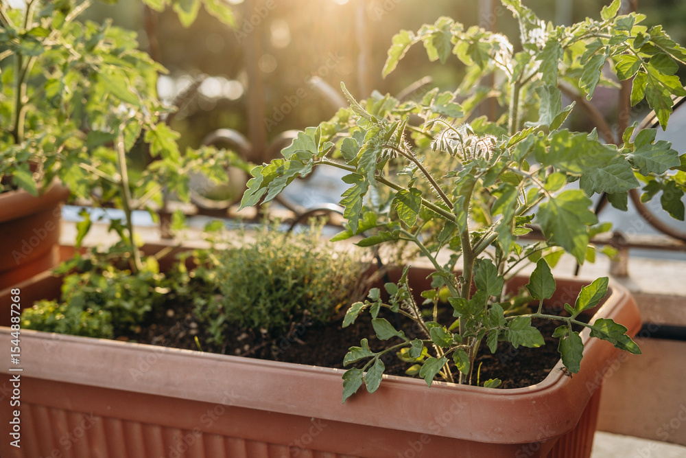 Potted tomato plants thriving in a sunlit balcony garden, surrounded by lush greenery and vibrant herbs, showcasing the beauty of urban gardening and sustainable living Potted tomato plants thriving in a sunlit balcony garden, surrounded by lush greenery and vibrant herbs, showcasing the beauty of urban gardening and sustainable living