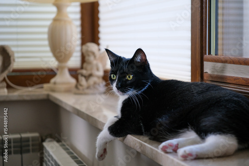 Black and white cat on a window sill