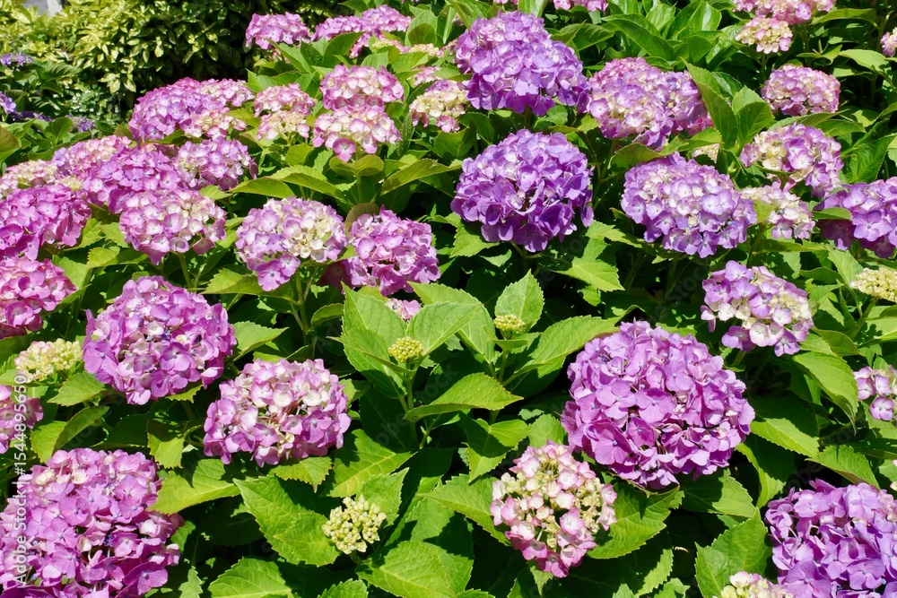 横浜, 四季の森公園付近の紫陽花
横浜, 四季の森公園付近の紫陽花