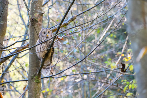 Ural owl on the tree