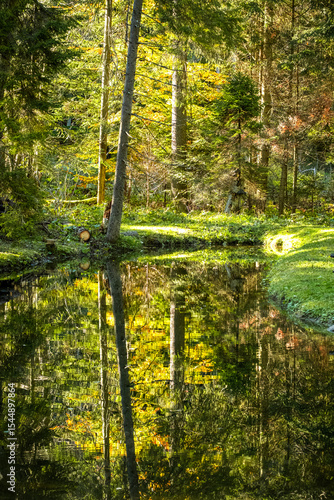 Forest in spring