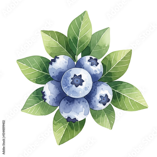 Blueberries with Leaves Isolated on Transparent PNG Background - Watercolour Art