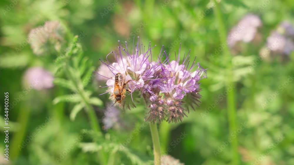 A bee on a flower performs a hygienic procedure. A bee on a flower performs a hygienic procedure.