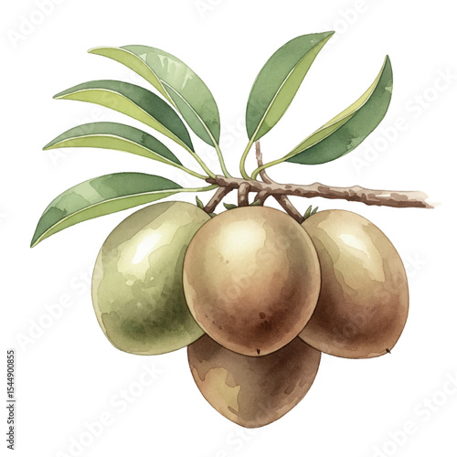 Sapodilla Fruits with Leaves Isolated on Transparent PNG Background - Watercolour Art