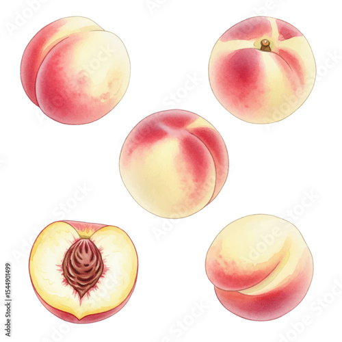 Peaches Isolated on Transparent PNG Background - Watercolour Art