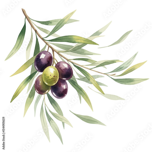 Olives with Leaves Isolated on Transparent PNG Background - Watercolour Art