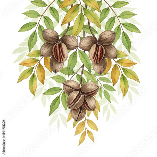 Pecan Nuts with Leaves Isolated on Transparent PNG Background - Watercolour Art