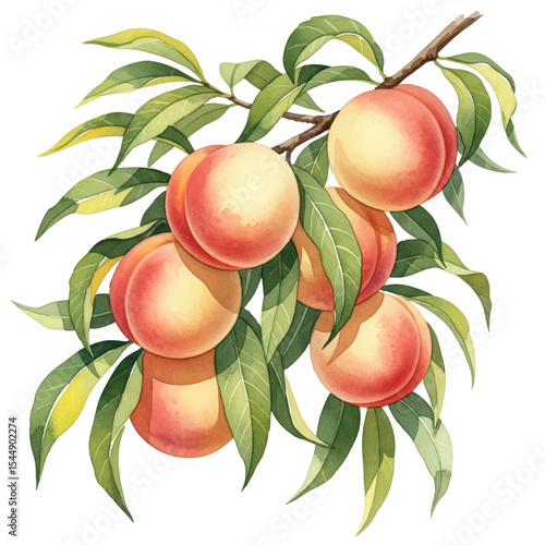 Peaches with Leaves Isolated on Transparent PNG Background - Watercolour Art