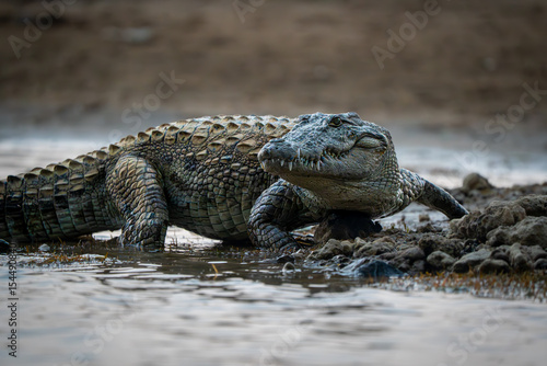 Vászonkép Mugger Crocodile on the banks of the Chambal River