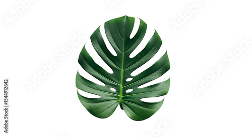 Swiss Cheese Plant Leaf Isolated On Black