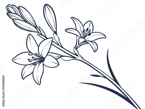 Tuberose Flower Line Drawing on White