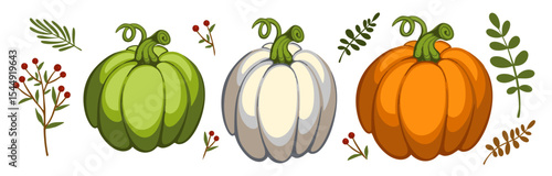 Autumn vegetables illustration. Orange, green and white pumpkin isolated on white background. Autumn, fall. Flat vector clipart