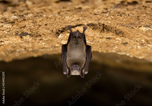 Bat hanging upside down in a cave with rocky textures and natural lighting
