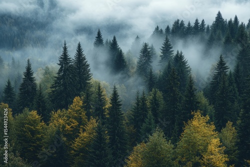 Fototapeta Naklejka Na Ścianę i Meble -  The foggy ambiance of a pine forest is accentuated by the dense morning mist