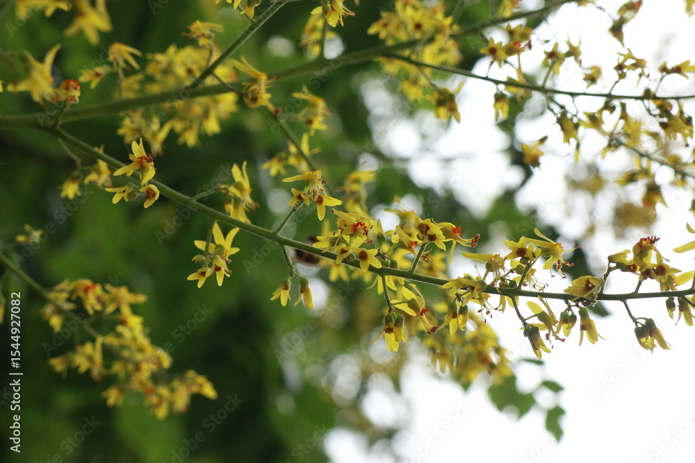 Fototapeta premium 모감주나무