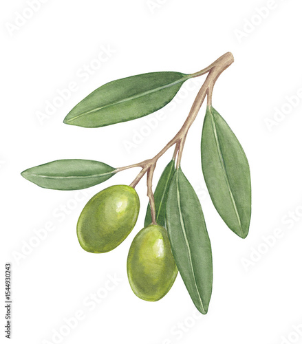Wallpaper Mural Watercolor Illustration of an Olive Branch with Leaves Torontodigital.ca