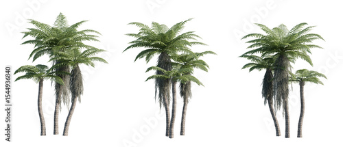 Fotografi Alsophila Spinulosa Tree Ferns PNG - Transparent Background, cutout, isolated, best for landscape design