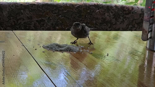 A sparrow pecks rice grains on a wooden table.

