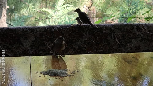Sparrow mother and chicks. Mother sparrow feeds chicks with rice grains.
