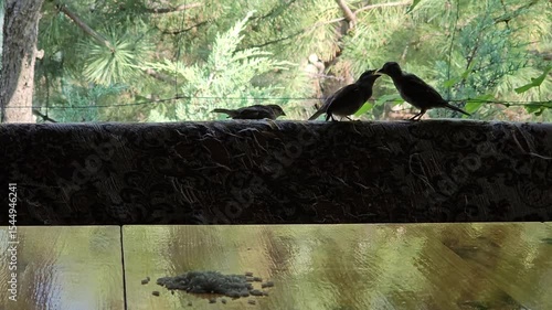 Sparrow mother and chicks. Mother sparrow feeds chicks with rice grains.
