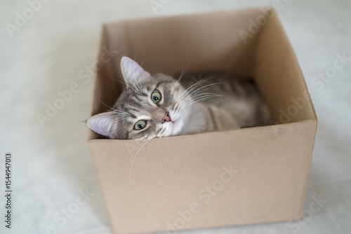 An adorable mackerel tabby cat relaxes inside a cardboard box at home