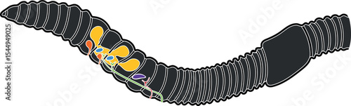 Scheme of reproductive system of earthworm for biology lesson